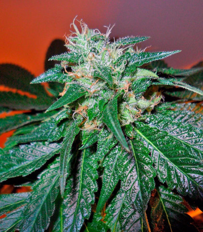 Семена марихуаны Bubba Kush