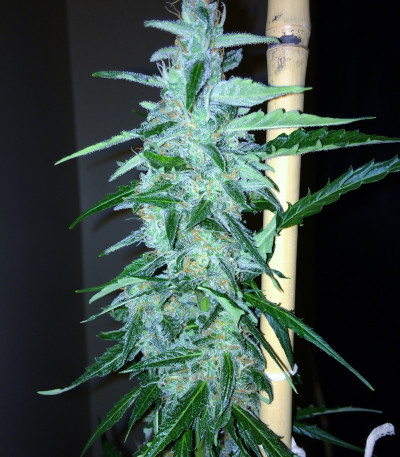 Сорт 2 Fast 2 Vast Auto fem (Heavyweight Seeds)