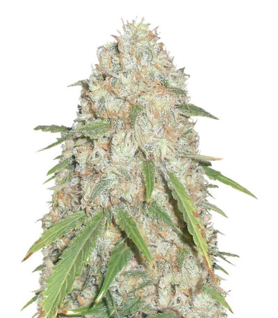 Сорт Kripple Roulette fem (Dr. Krippling Seeds)