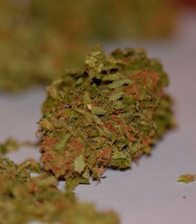 Сорт Afghan Cow fem (Dr. Krippling Seeds)