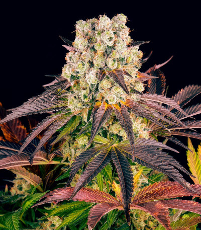 Сорт Purple Punch X Lemon Drizzle fem от Barney's Farm