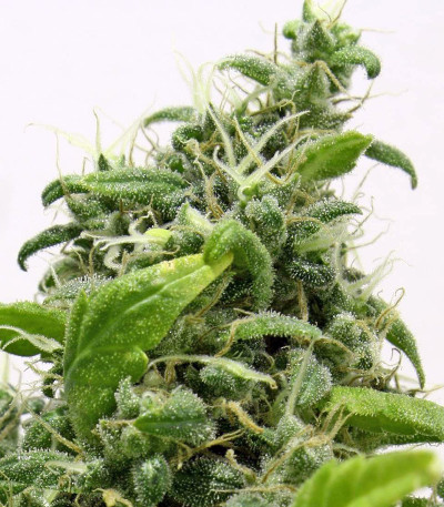 Сорт Point of No Return reg