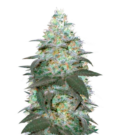 Сорт Auto Original Berry fem (Victory Seeds)
