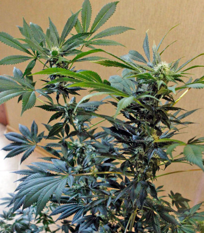 Сорт Karibeña (Karibbean Mango) fem