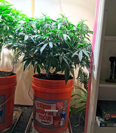 Сорт Lemon Garlic OG fem