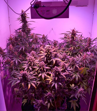 Сорт Mexican Airlines Auto fem