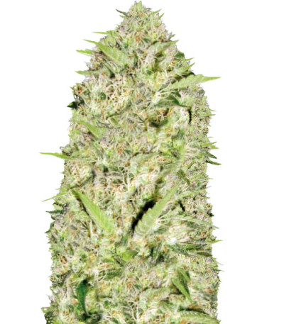 Сорт Auto Parmesan fem (Victory Seeds)