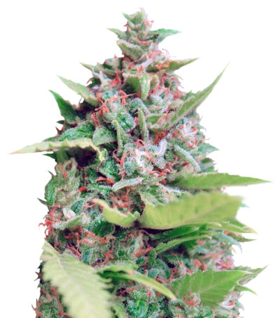 Сорт Kiss Dragon fem (Samsara Seeds)
