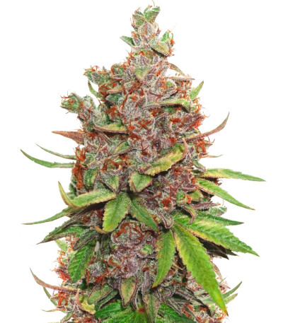 Сорт Auto Glueberry O.G. шишки