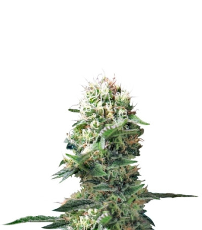 Сорт Dance World CBD fem (Royal Queen Seeds)