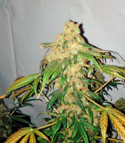 Сорт Black Jack Auto fem (Sweet Seeds)