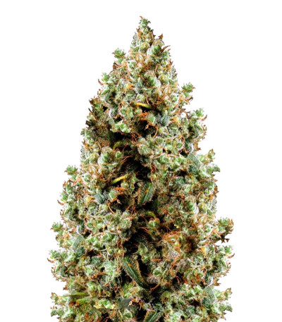 Сорт Northern Light fem (Victory Seeds)