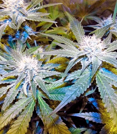 Сорт Cream Mandarine Auto fem (Sweet Seeds)