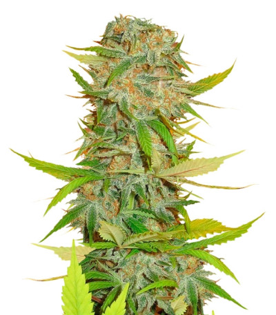 Сорт Aurora Indica regular (Nirvana Seeds)