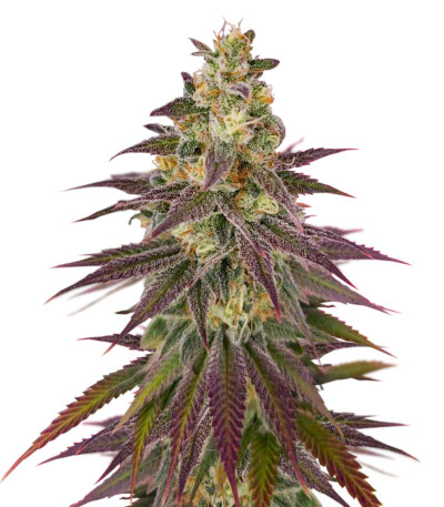 Сорт Lemon Mandarin fem (FastBuds)