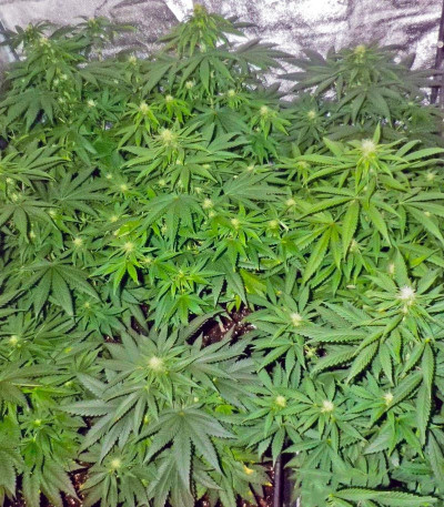 Сорт Magic Bud fem (Paradise Seeds)