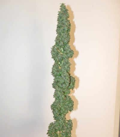 Сорт Royal Medic CBD fem (Royal Queen Seeds)