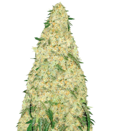 Сорт Bubblegum+ Pro fem (Victory Seeds)