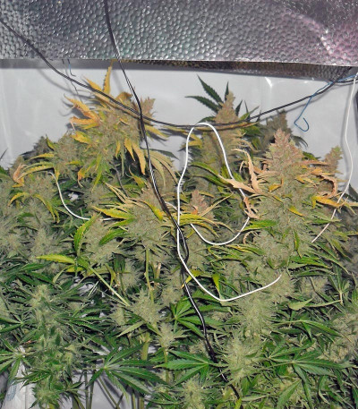 Сорт Kalashnikova Auto fem