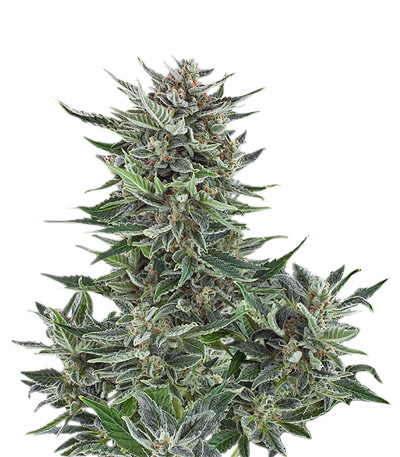 Сорт Easy Bud Auto fem (Royal Queen Seeds)