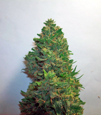 Сорт Auto New York City fem (Pyramid Seeds)