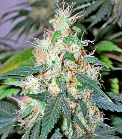 Сорт BCN Diesel Max Auto fem