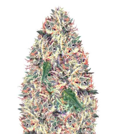 Сорт Delhi Cheese Auto Fem (Vision Seeds)
