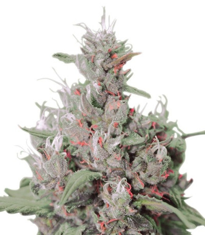 Сорт Royal Creamatic Auto fem (Royal Queen Seeds)