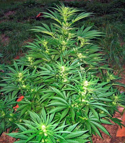 Сорт Shark Shock CBD fem