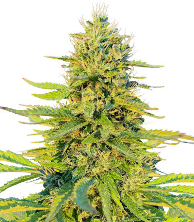 Gorilla Glue #4 Fast Version fem (Easy Grow Seeds)