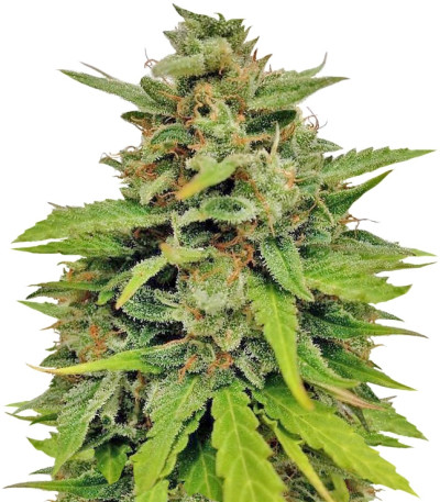 Сорт Auto White Widow x Big Bud fem (Female Seeds)