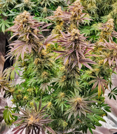 Семена сорта Purple Punch F1 fem (Seedkeepers)