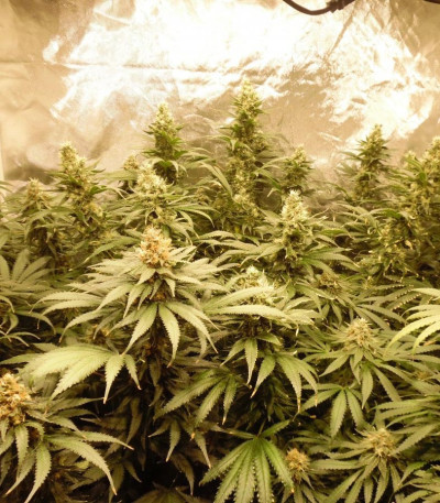 Сорт Blue Kripple fem (Dr. Krippling Seeds)