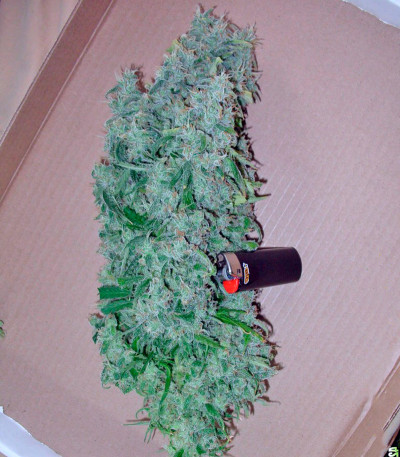 Сорт Chronic Haze fem (World of Seeds)