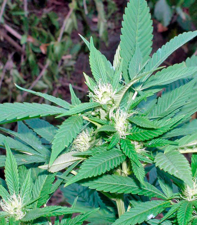 Сорт AK 47 reg (Serious Seeds)