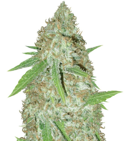 Сорт Blue Kripple fem (Dr. Krippling Seeds)