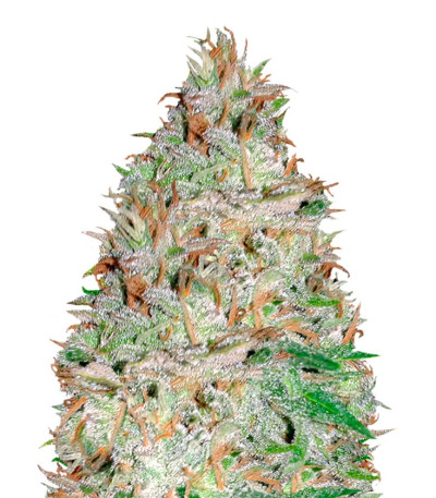 Сорт Chocolate Orange Auto fem (Dr. Krippling Seeds)