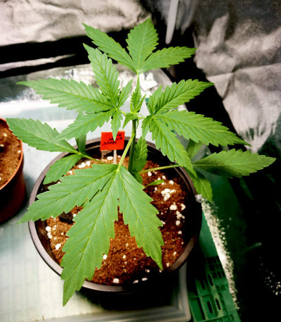 Сорт Lemon AK Auto fem (FastBuds)