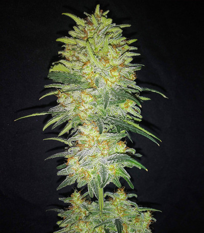 Сорт Original Auto Chemdawg fem (FastBuds)