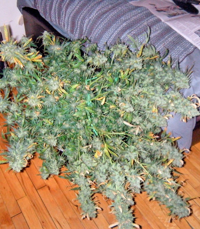 Сорт Exodus Cheese fem (Green House Seeds)