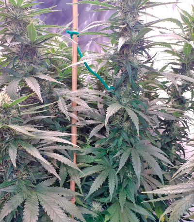 Сорт Jack 47 fem (Sweet Seeds)