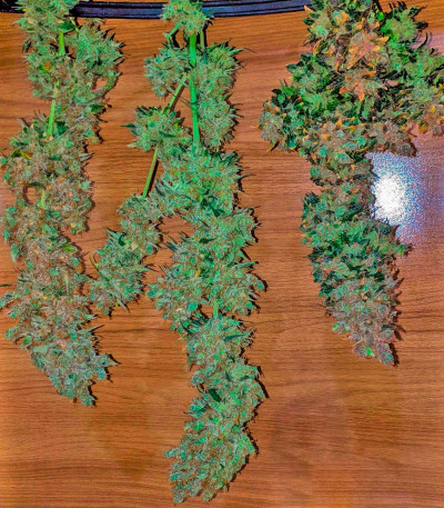 Сорт CBD Apple Betty Auto fem (Herbies Seeds)