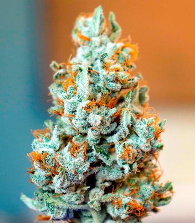 Сорт Durban Poison Auto fem от Humboldt Seed Company