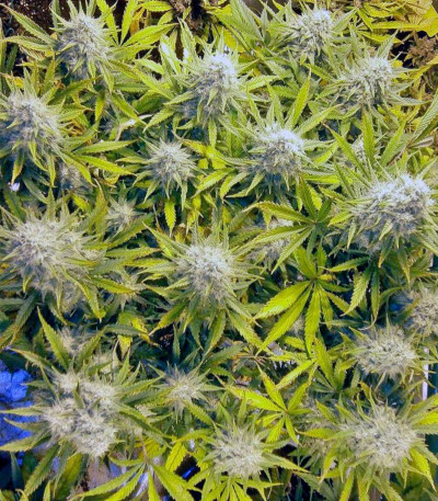 Сорт Killer Kush Auto fem (Sweet Seeds)