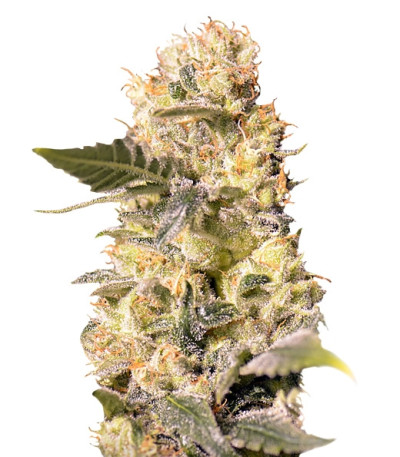 Сорт TNT Kush CBD fem