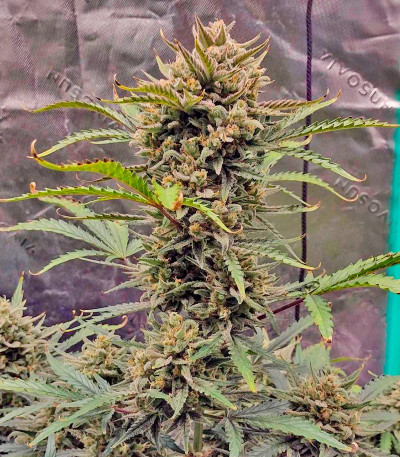 Сорт Z-Up Auto fem (FastBuds)