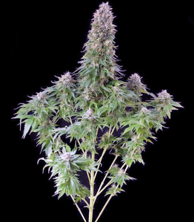 Сорт Green-O-Matic auto fem