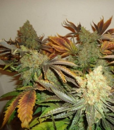 Сорт Shining Silver Haze fem (Royal Queen Seeds)