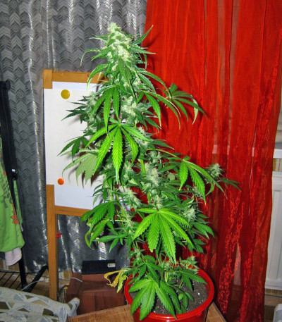 Сорт Auto-Bomb fem