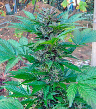 Сорт Kalashnikova Auto fem